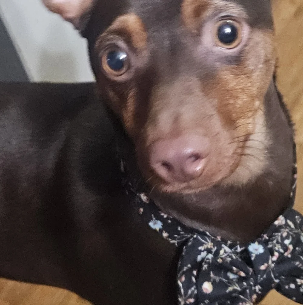 Dog Bow Tie 🐶 Handmade to Order New and Customized Just for You
